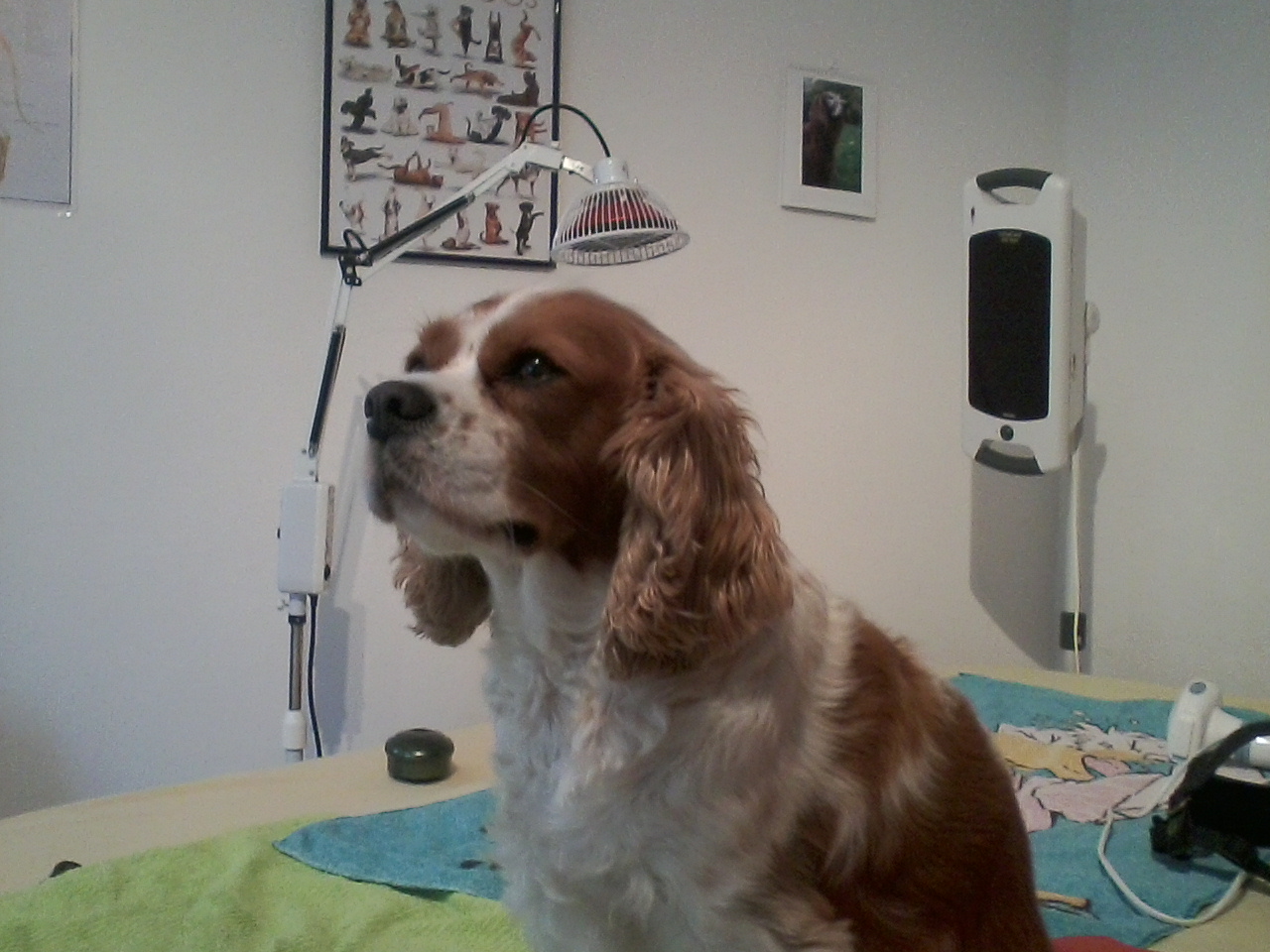 Bennie - Gangassymetrien durch leichte HD.jpg (1280 x 960)